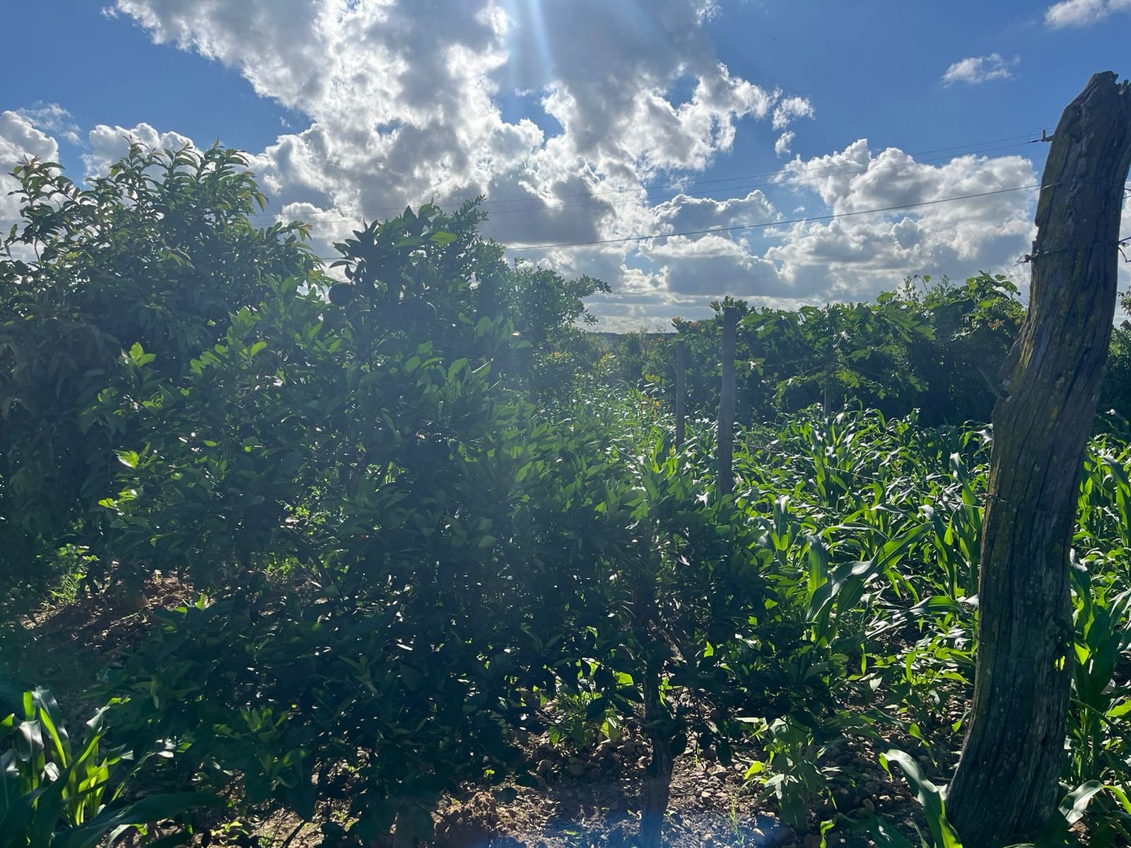 WhatsApp-Image-2024-05-28-at-17.15.33-2